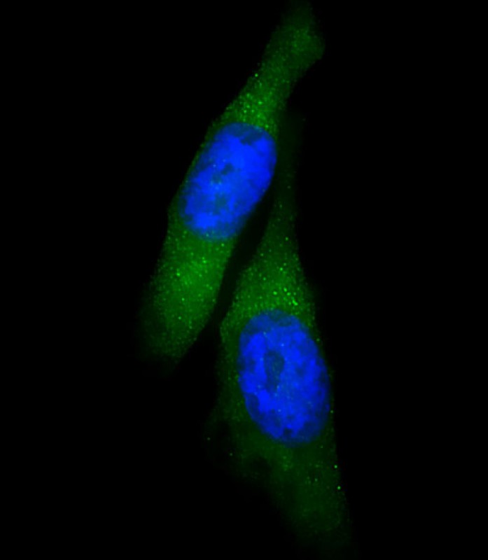 Immunofluorescent analysis of 4% paraformaldehyde-fixed,  0. 1% Triton X-100 permeabilized Hela cells labeling USP15 with AP2143a at 1/25 dilution, followed by Dylight� 488-conjugated goat anti-Rabbit IgG secondary antibody at 1/200 dilution (green). Immunofluorescence image showing  Cytoplasm and Weak Nucleus staining on Hela cell line.  The nuclear counter stain is DAPI (blue).