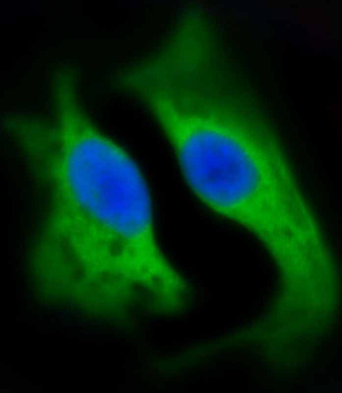 Immunofluorescent analysis of 4% paraformaldehyde-fixed,  0. 1% Triton X-100 permeabilized Hela cells labeling HSD17B10 with AP22244a at 1/25 dilution, followed by Dylight� 488-conjugated goat anti-Rabbit IgG secondary antibody at 1/200 dilution (green). Immunofluorescence image showing  Cytoplasm and Weak Nucleus staining on Hela cell line.  The nuclear counter stain is DAPI (blue).