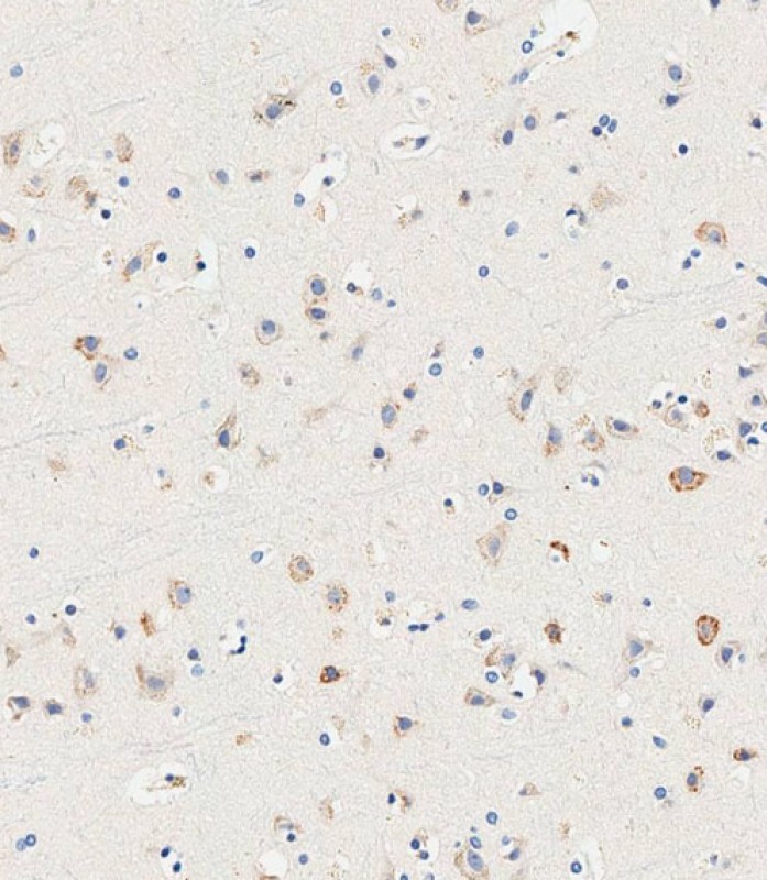 IHC-P-Leica - SLC14A2 Antibody (N-Term) AP22353a