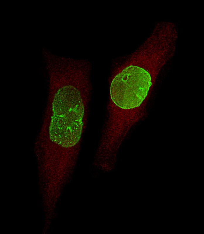 Immunofluorescent analysis of 4% paraformaldehyde-fixed,  0. 1% Triton X-100 permeabilized U-251 MG cells labeling USP17L24 with AP5491b at 1/25 dilution, followed by Dylight� 488-conjugated goat anti-Rabbit IgG secondary antibody at 1/200 dilution (green). Immunofluorescence image showing Nucleus staining on U-251 MG cell line.  Cytoplasmic actin is detected with Dylight� 554 Phalloidin(red). The nuclear counter stain is DAPI (blue).