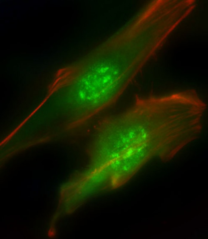 Immunofluorescent analysis of 4% paraformaldehyde-fixed,  0. 1% Triton X-100 permeabilized Hela cells labeling PIK3R1 with AP8023d at 1/25 dilution, followed by Dylight� 488-conjugated goat anti-Rabbit IgG secondary antibody at 1/200 dilution (green). Immunofluorescence image showing  Nucleus and Weak Cytoplasm staining on Hela cell line.  Cytoplasmic actin is detected with Dylight� 554 Phalloidin(red). The nuclear counter stain is DAPI (blue).
