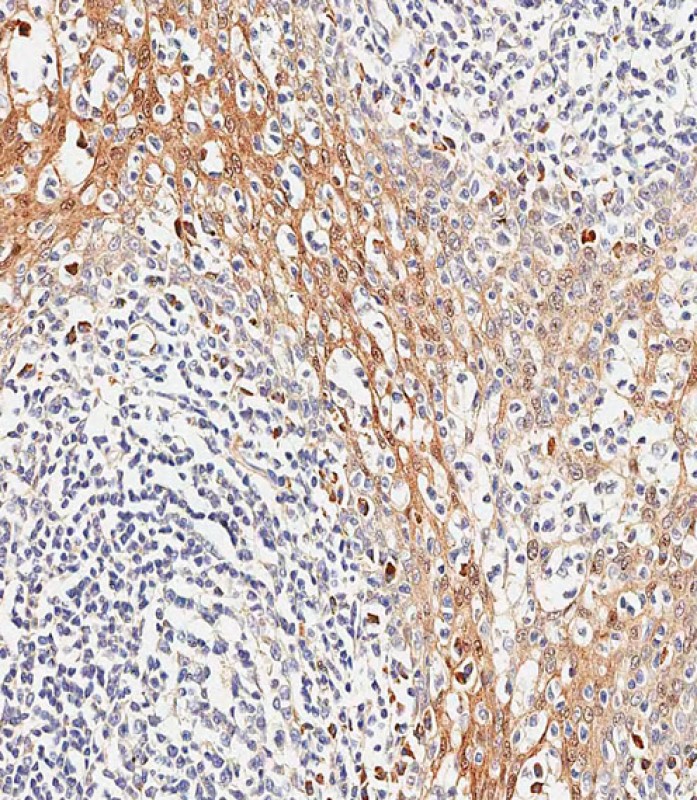 IHC-P-Leica - TSC22D3 Antibody (Center) AP16682c