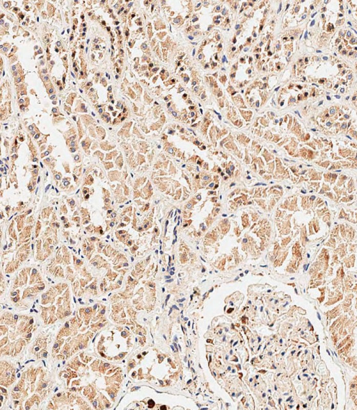IHC-P-Leica - TSC22D3 Antibody (Center) AP16682c