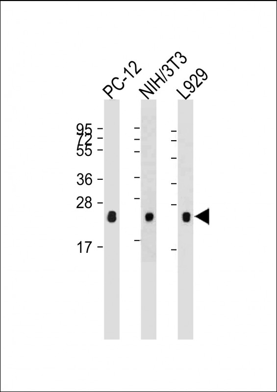 All lanes : Anti-RHOA at  dilutionLane 1: PC-12 whole cell lysateLane 2: NIH/3T3 whole cell lysateLane 3: L929 whole cell lysateLysates/proteins at 20 �g per lane. SecondaryGoat Anti-mouse IgG,  (H+L), Peroxidase conjugated at 1/10000 dilution. Predicted band size : 22 kDaBlocking/Dilution buffer: 5% NFDM/TBST.