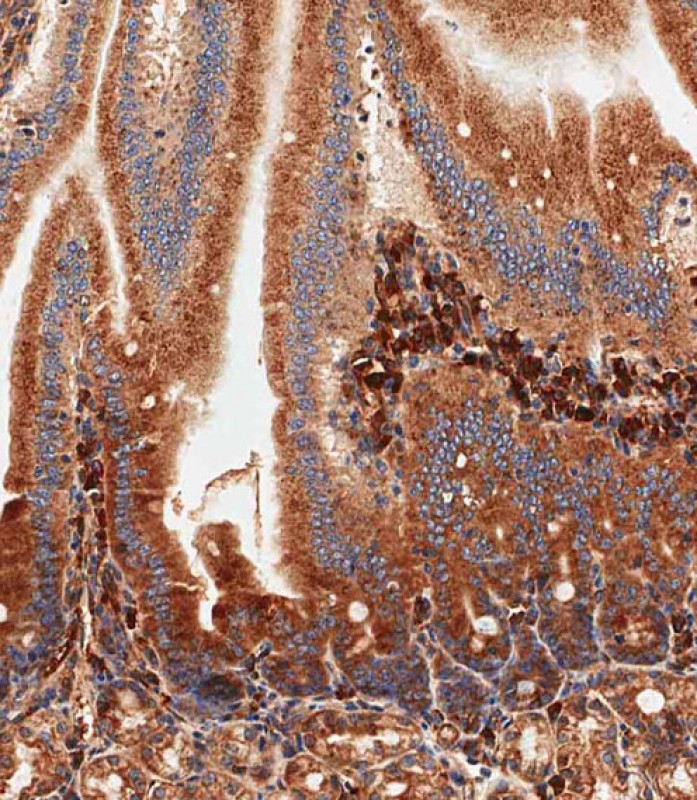 IHC-P-Leica - Mouse Nlrp6 Antibody (Center) AP16660B