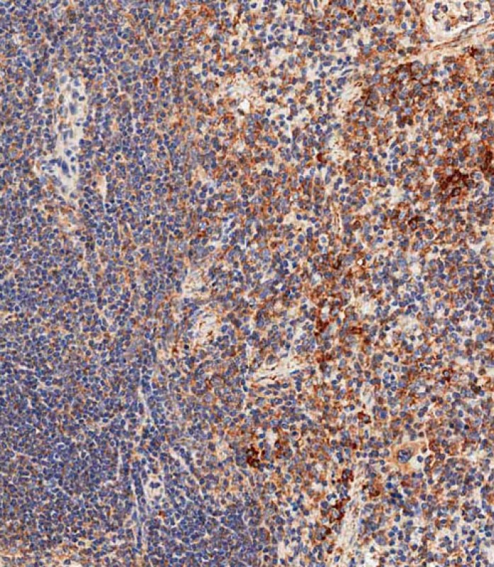 IHC-P-Leica - Mouse Nlrp6 Antibody (Center) AP16660B