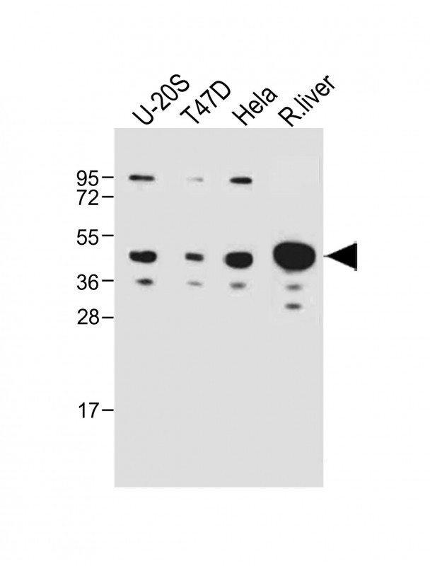 WB - IDAS Antibody (N-term) AP18722a