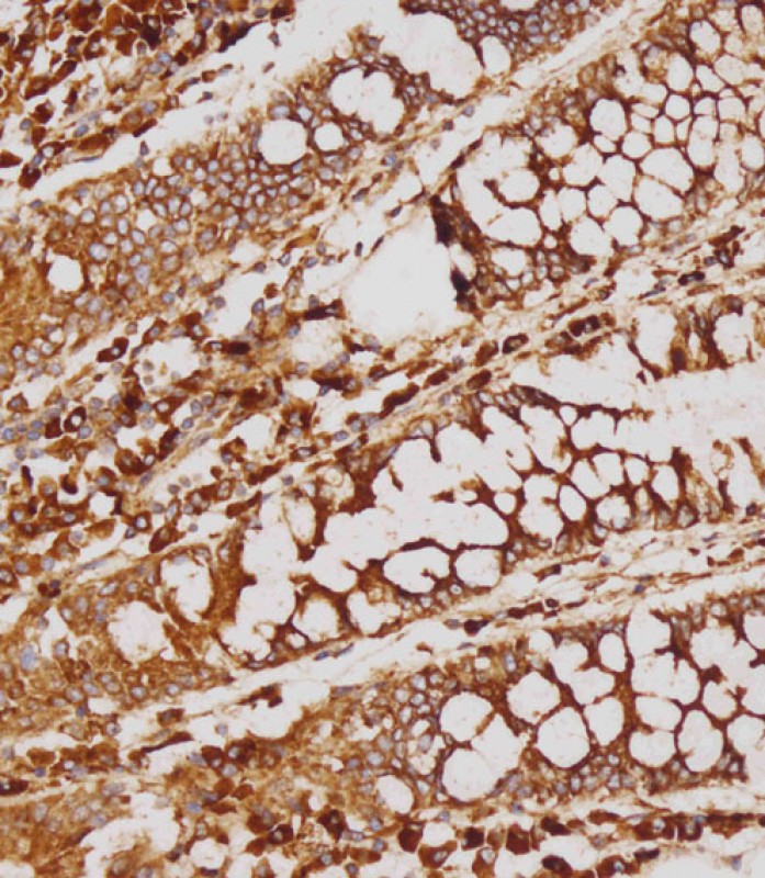 IHC-P-Leica - GATSL2 Antibody (N-term) AP19129a