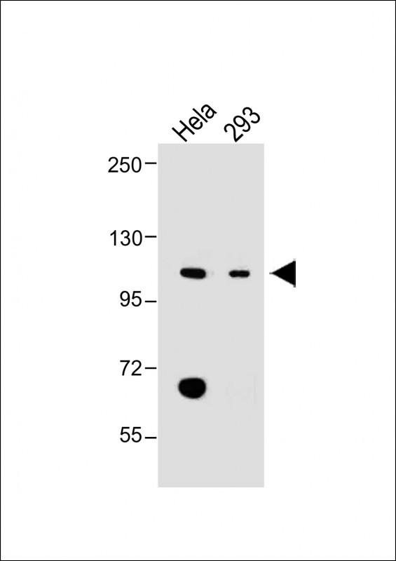 All lanes : Anti-LONP1 Antibody(Center) at 1:2000 dilutionLane 1: Hela whole cell lysateLane 2: 293 whole cell lysateLysates/proteins at 20 �g per lane. SecondaryGoat Anti-Rabbit IgG,  (H+L), Peroxidase conjugated at 1/10000 dilution. Predicted band size : 106 kDaBlocking/Dilution buffer: 5% NFDM/TBST.