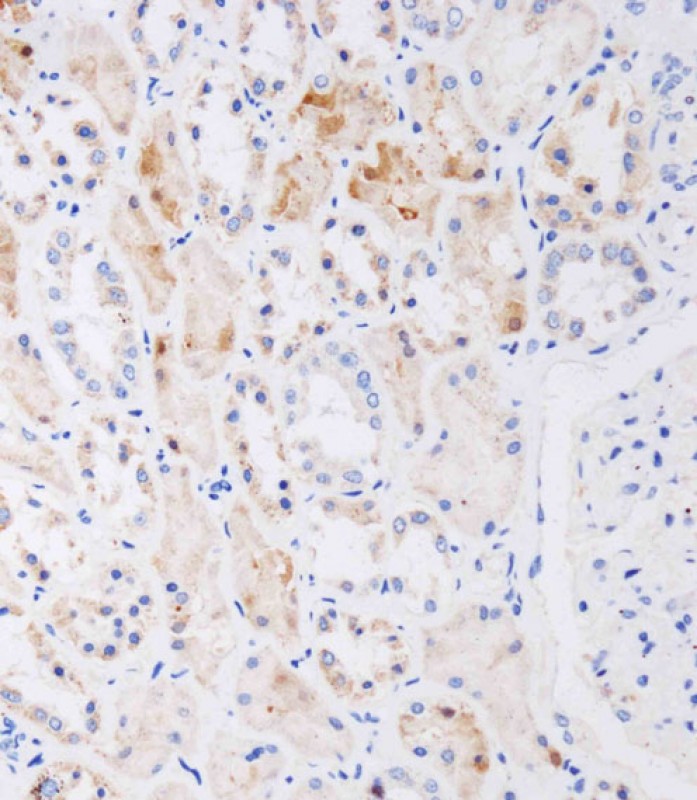 IHC-P-Leica - NAT8L Antibody (N-Term) AP21925a