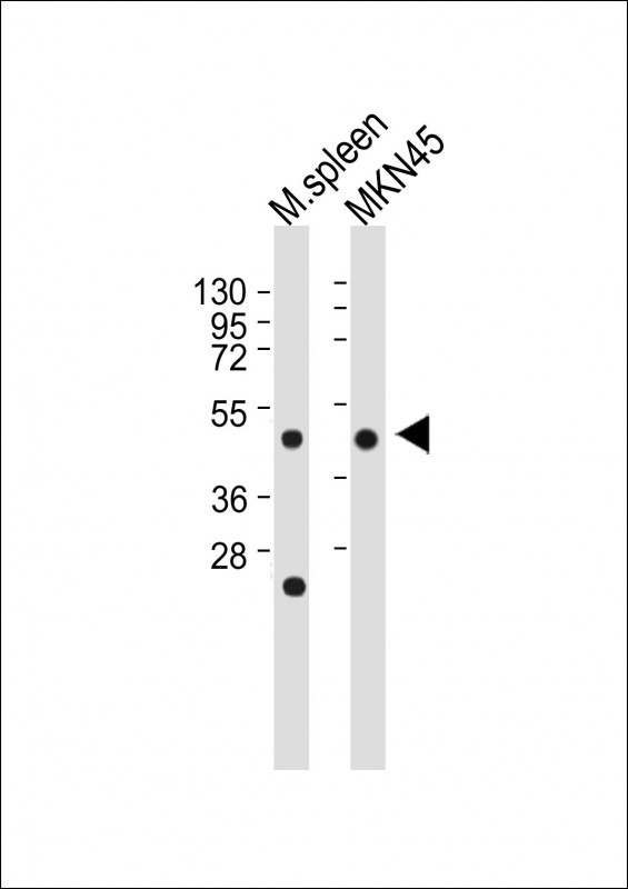 All lanes : Anti-CTSE Antibody (Center) at 1?500-1?2000 dilutionLane 1: Mouse spleen whole tissue lysateLane 2: MKN45 whole cell lysateLysates/proteins at 20 �g per lane. SecondaryGoat Anti-Rabbit IgG,  (H+L), Peroxidase conjugated at 1?10000 dilution. Predicted band size : 43 kDaBlocking/Dilution buffer: 5% NFDM/TBST.