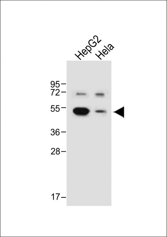 All lanes : Anti-BDK_1 Antibody (Center) at 1:1000 dilutionLane 1: HepG2 whole cell lysateLane 2: Hela whole cell lysateLysates/proteins at 20 �g per lane. SecondaryGoat Anti-Rabbit IgG,  (H+L), Peroxidase conjugated at 1/10000 dilution. Predicted band size : 40 kDaBlocking/Dilution buffer: 5% NFDM/TBST.