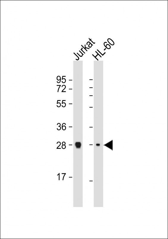 All lanes : Anti-IMPA1  Antibody at 1:1000-1:2000 dilutionLane 1: Jurkat whole cell lysateLane 2: HL-60 whole cell lysateLysates/proteins at 20 �g per lane. SecondaryGoat Anti-mouse IgG,  (H+L), Peroxidase conjugated at 1/10000 dilution. Predicted band size : 30 kDaBlocking/Dilution buffer: 5% NFDM/TBST.