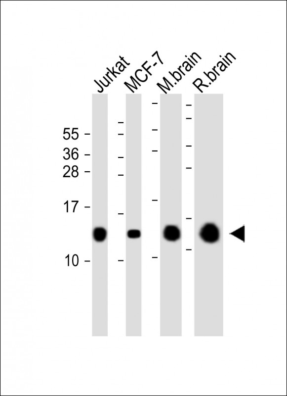 All lanes : Anti-FKBP1A at 1:4000 dilutionLane 1: Jurkat whole cell lysateLane 2: MCF-7 whole cell lysateLane 3: Mouse brain whole tissue lysateLane 4: Rat brain whole tissue lysateLysates/proteins at 20 �g per lane. SecondaryGoat Anti-mouse IgG,  (H+L), Peroxidase conjugated at 1/10000 dilution. Predicted band size : 12 kDaBlocking/Dilution buffer: 5% NFDM/TBST.