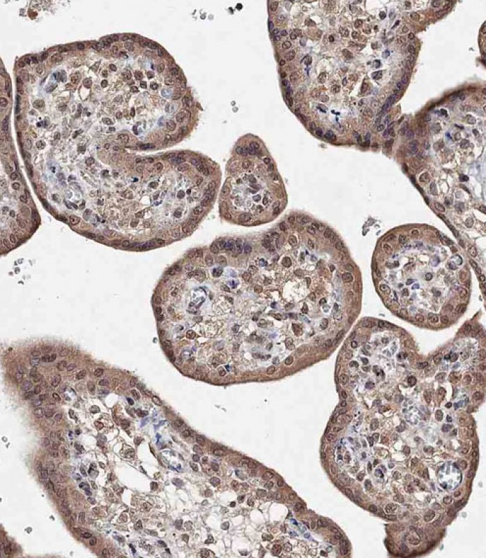 IHC-P - BRD9 Antibody (N-term) AP18588A