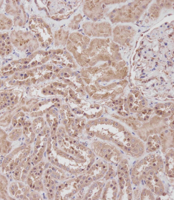 IHC-P - RPL23A Antibody (C-term) AP1939b