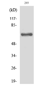 WB - Cleaved-ITI-H2 (D702) Polyclonal Antibody AP63169