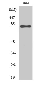 WB - Rad17 (phospho Ser645) Polyclonal Antibody AP67223