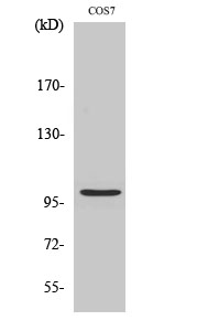 WB - AAK1 Polyclonal Antibody AP68221