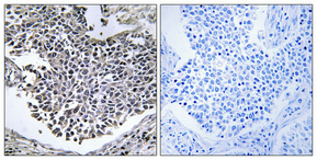 WB - ABHD9 Polyclonal Antibody AP68247