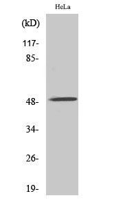 WB - AChRα10 Polyclonal Antibody AP68264