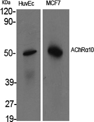 WB - AChRα10 Polyclonal Antibody AP68264