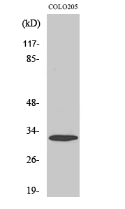 WB - APHC Polyclonal Antibody AP68446
