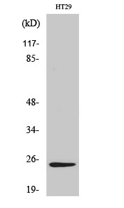 WB - ATP5S Polyclonal Antibody AP68593