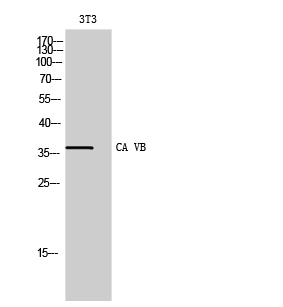 WB - CA VB Polyclonal Antibody AP68760