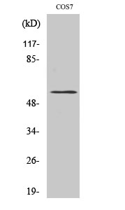 WB - CYP4X1 Polyclonal Antibody AP69421