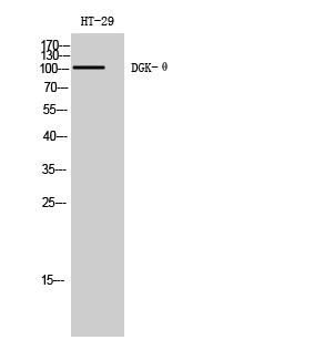 WB - DGK-θ Polyclonal Antibody AP69520