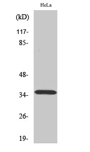 WB - ELOVL4 Polyclonal Antibody AP69721