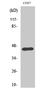 WB - Ephrin-B1 Polyclonal Antibody AP69777