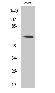 WB - FAST Polyclonal Antibody AP69861