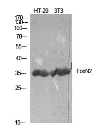 WB - FoxN2 Polyclonal Antibody AP69938
