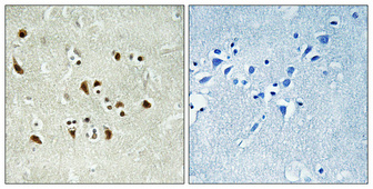 IHC - GCP6 Polyclonal Antibody AP70065