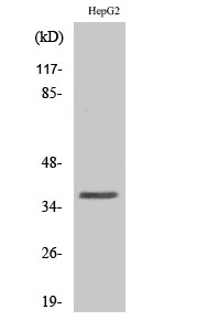 WB - Hel-N1 Polyclonal Antibody AP70307