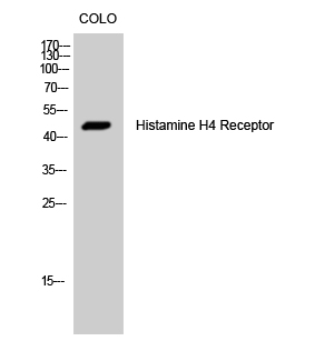 WB - Histamine H4 Receptor Polyclonal Antibody AP70326