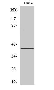 WB - HNK-1ST Polyclonal Antibody AP70374