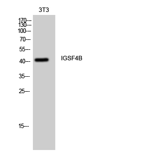 WB - IGSF4B Polyclonal Antibody AP70477