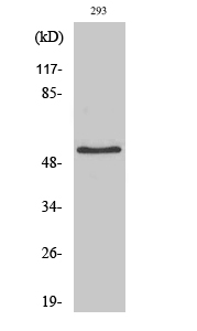 WB - IRX2 Polyclonal Antibody AP70596