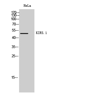 WB - KIR5.1 Polyclonal Antibody AP70661