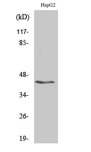 WB - KVβ.3 Polyclonal Antibody AP70700