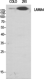 WB - Laminin α-4 Polyclonal Antibody AP70709