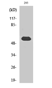 WB - LAP1B Polyclonal Antibody AP70717