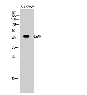 WB - LYAR Polyclonal Antibody AP70789