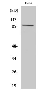 WB - MLTK Polyclonal Antibody AP70973