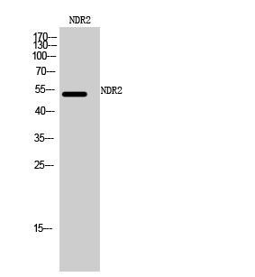WB - NDR2 Polyclonal Antibody AP71186