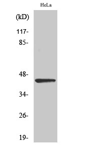 WB - NEIL1 Polyclonal Antibody AP71213