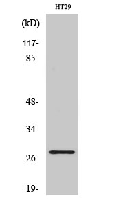 WB - Neurexophilin-3 Polyclonal Antibody AP71242